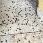 Evi görünce terk etmeyi düşündü: Binlerce kokarcanın istila kabusunu TUTSAK bitirdi