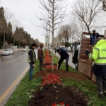 Büyükşehir’in ‘Yeşil Şehir’ vizyonu sahada: 3 ayda 2 bin 500 ağaç toprakla buluştu